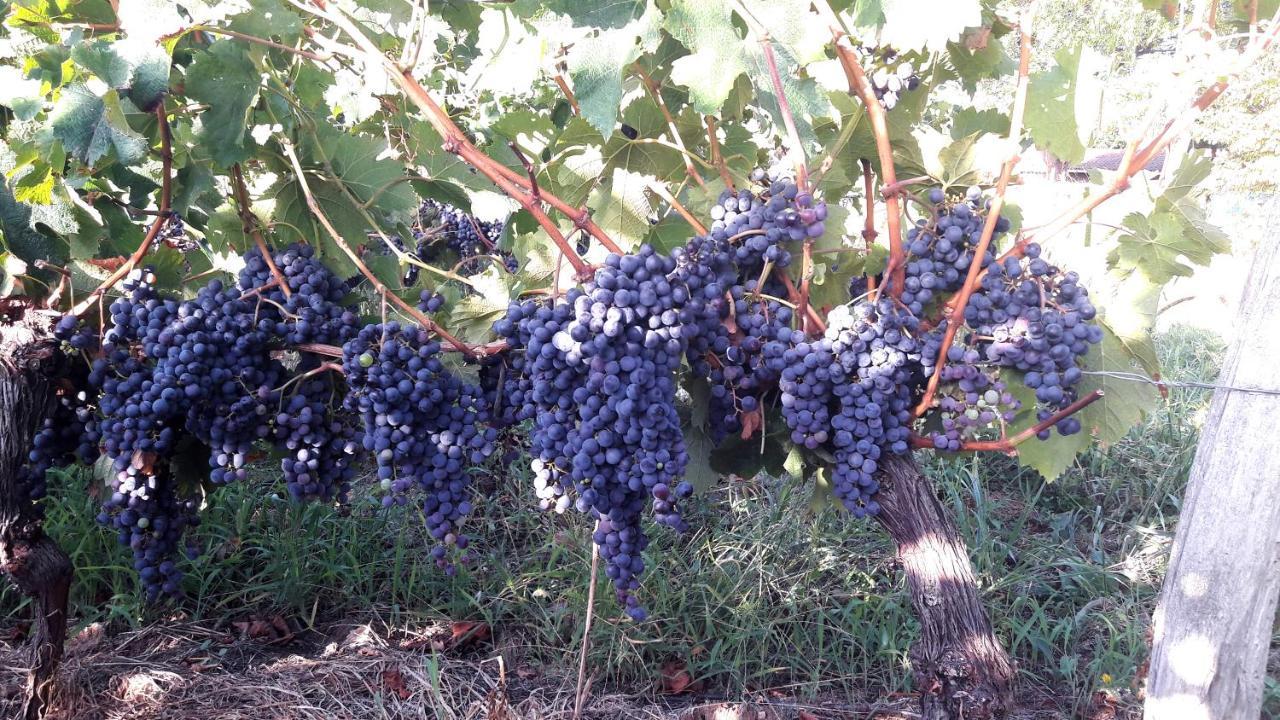Le Clos D'Almide Monestier  Екстериор снимка